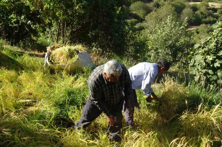 Batman’da asırlardır orakla pirinç hasadı yapılıyor 