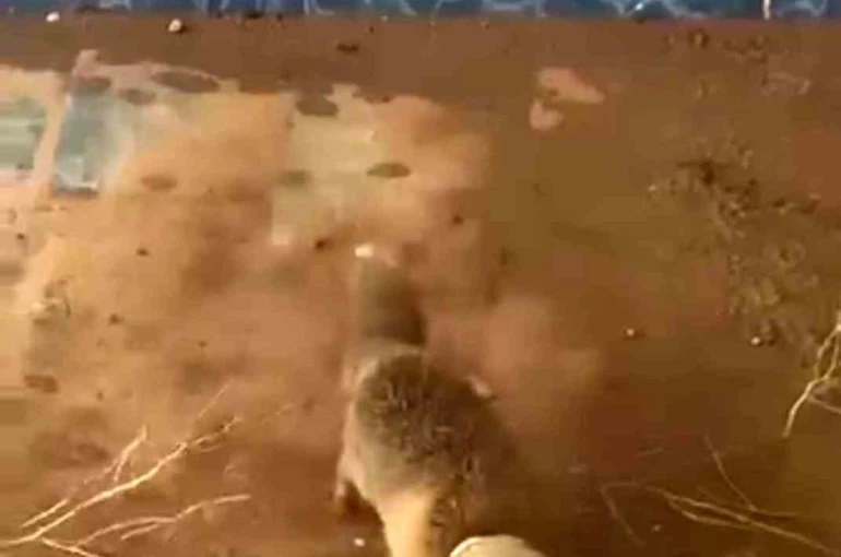 Batman’da bidona kafası sıkışan tilki kurtarıldı 