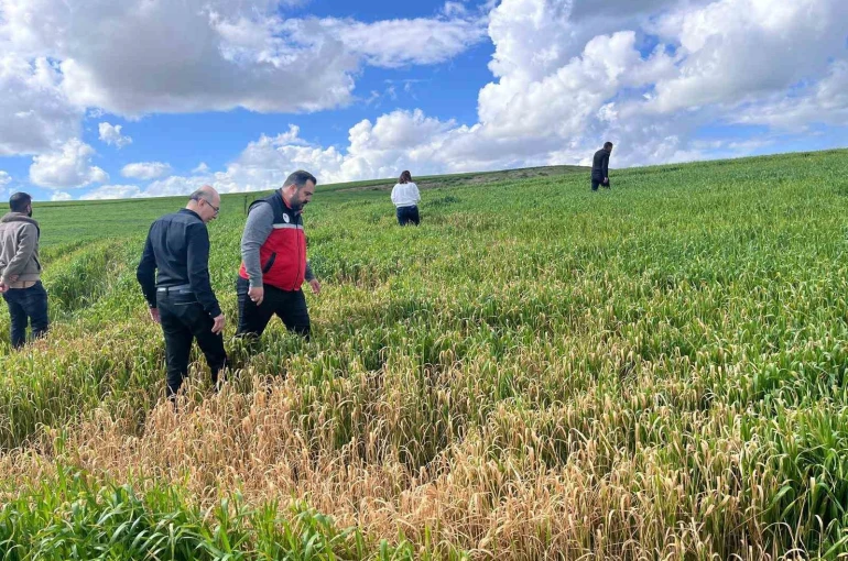 Batman’da çiftçilere ’yanlış ilaçlama’ uyarısı 