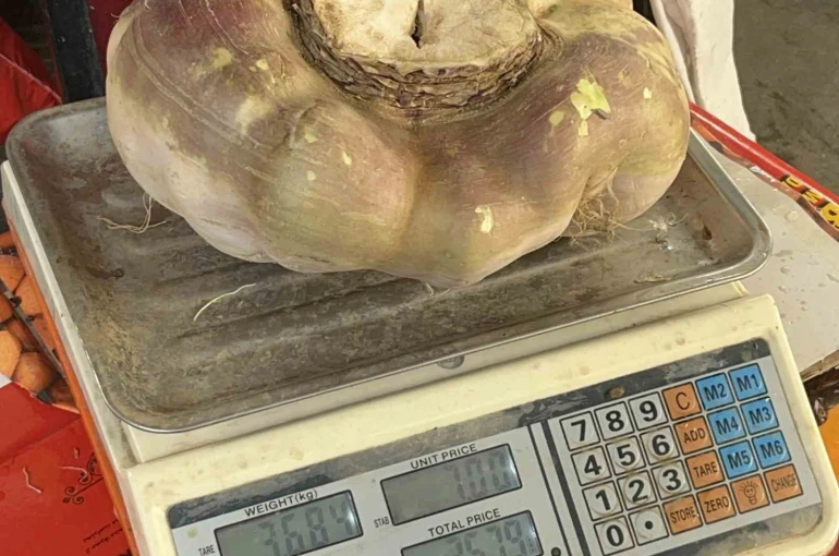 Batman’da dev turp görenleri şaşırttı 