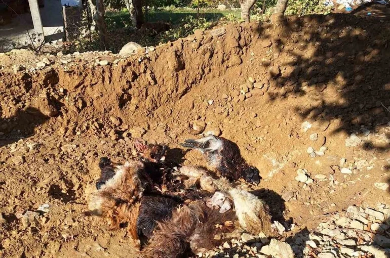 Batman’da kurtlar ağıla girerek 10 adet küçükbaş telef etti 