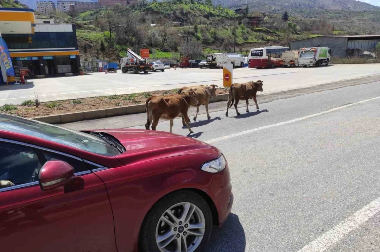 Batman’da yola çıkan büyükbaş hayvanlar sürücülere zor anlar yaşatıyor 