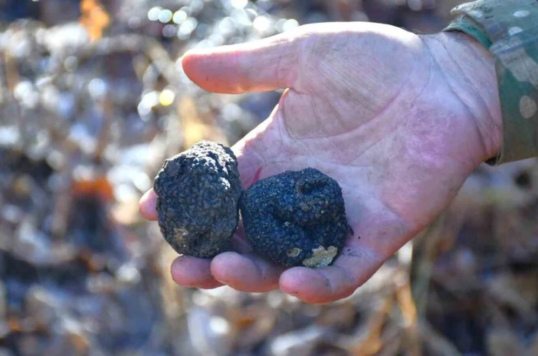 Bayburt ‘Kara Elmas’ ile tanışacak 