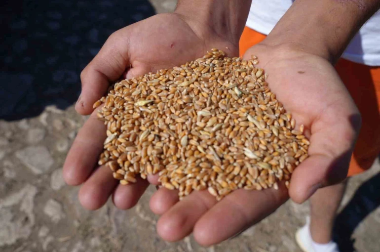 Bayburt’ta 2 bin 570 işletmeye 67 bin 294 çuval yem desteği verilecek