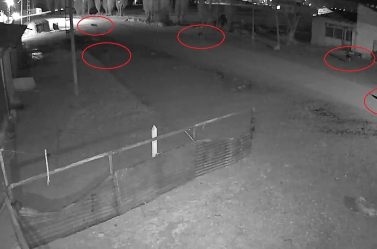 Bayburt’ta 5 kurdun köpeği tuzağa çektiği anlar kamerada 