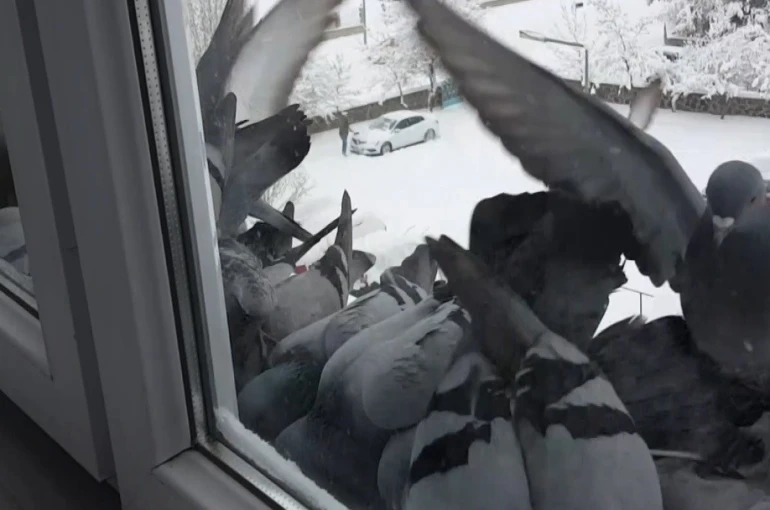 Bayburt’ta dondurucu soğuk: Güvercinler yem bulmak için pencerelere akın etti 