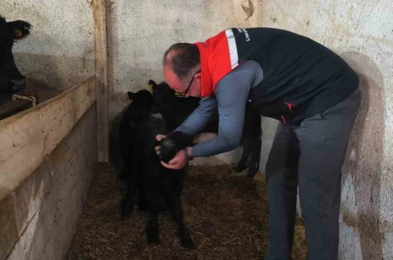 Bayburt’ta etçi ırk damızlık hayvan kontrolleri yapıldı