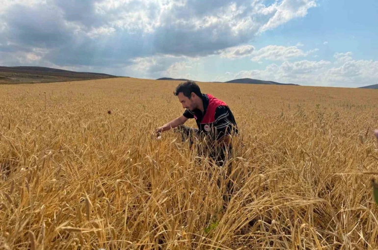 Bayburt’ta hububat tarlalarında sarı pas hastalığı kontrolü yapıldı 