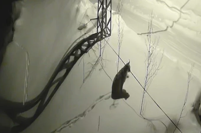 Bayburt’ta köye inen vaşak güvenlik kamerasında: Yol kenarında durup çevreyi izledi