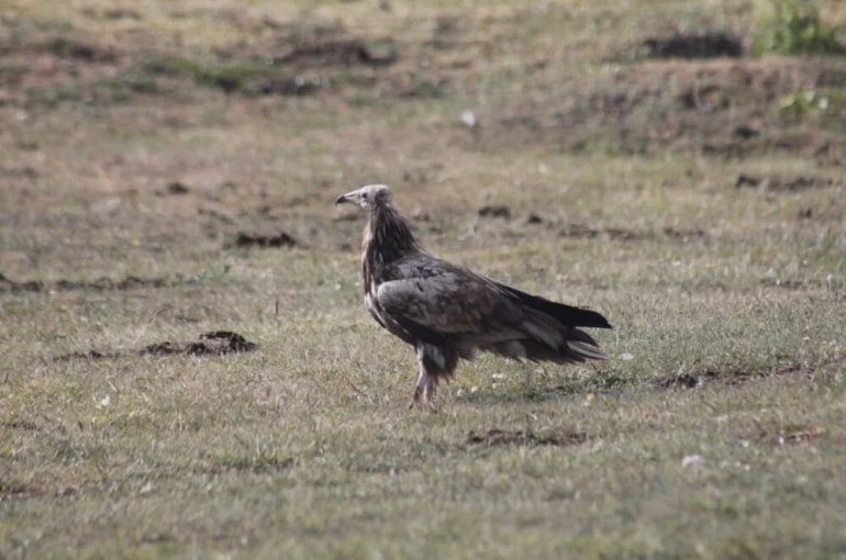 Bayburt’ta nesli tehlike altında olan Mısır Akbabası görüldü 