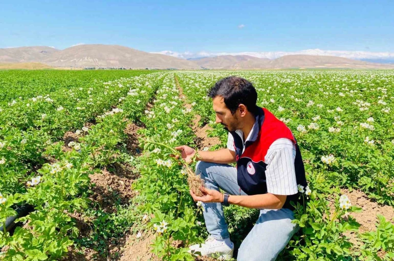 Bayburt’ta patates üretim alanları hastalık ve zararlılara karşı denetlendi 