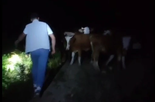 Bayburt’ta sürüden ayrılan 13 inek sahipleri tarafından dağda bulundu