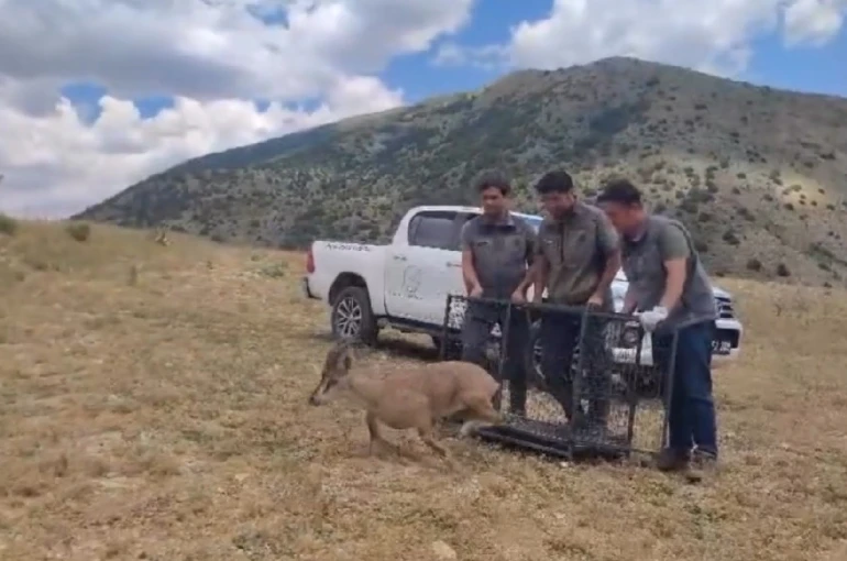 Bayburt’ta tedavisi tamamlanan yaban keçisi yeniden doğaya bırakıldı