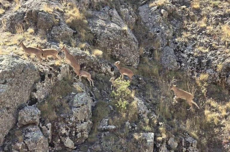 Bayburt’un dağlarını mesken tutan yaban keçileri Vauk Dağı’nda sürü halinde görüntülendi 