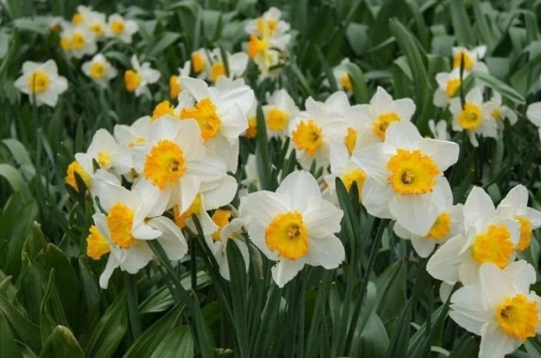 Bayındır’da yetişen nergis, bilimde öne çıkıyor 