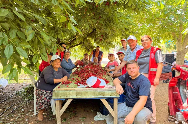 Bayındırlı gençler kiraz hasadına katıldı, üreticilere destek verdi