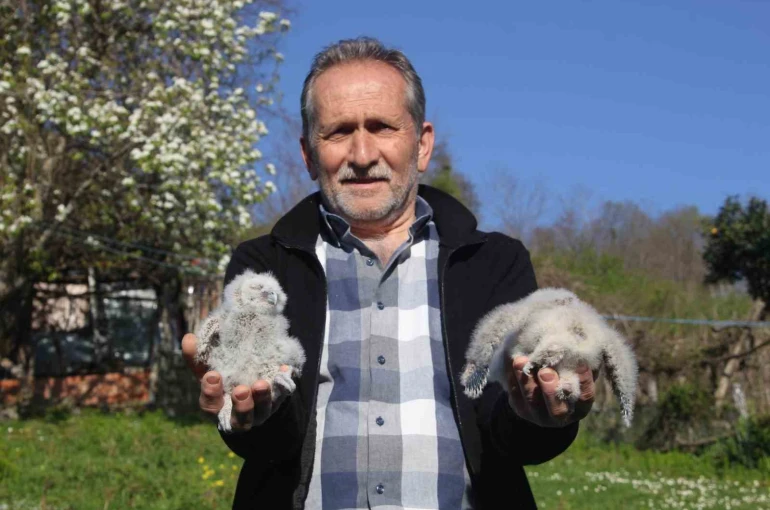 Baykuş ile çiftçinin 20 yıllık dostluğu: Her yıl aynı serendisine yuvalıyor 