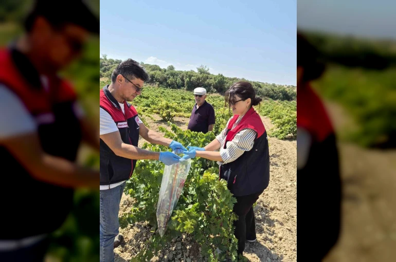 Bekilli’de üzüm bağlarından tek tek numune alınıyor