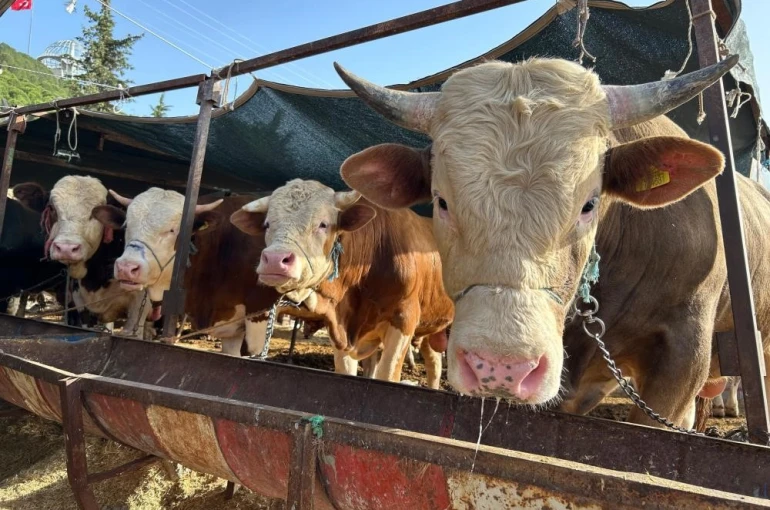 Besilik hayvan ithalatı başvuruları 12 Ocak’ta başlıyor