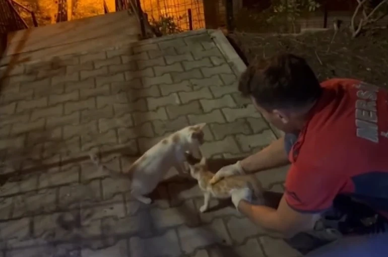 Beton blok arasında sıkışan yavru kediyi itfaiye ekipleri kurtardı