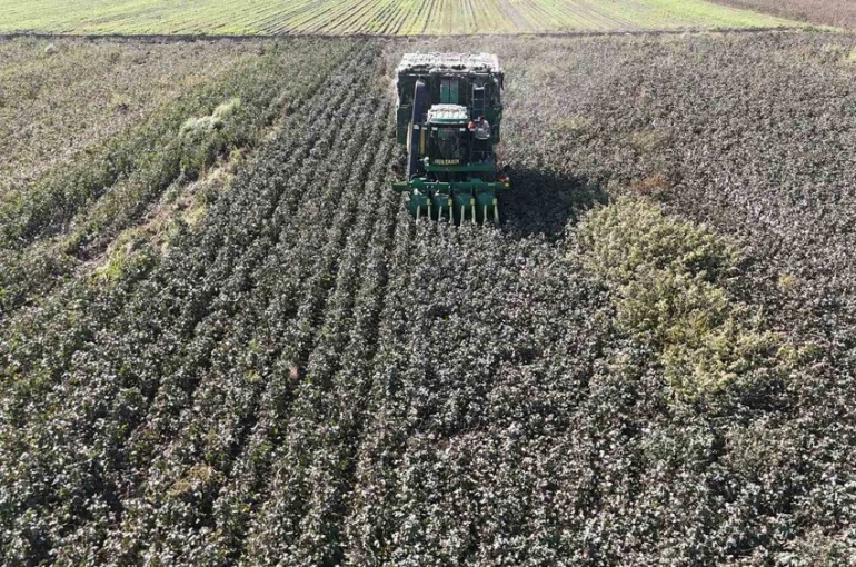 Beyaz altın pamukta kuraklık rekolteyi etkiledi 