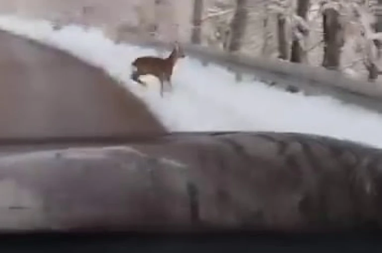 Beyaz örtü üzerinde tatlı karşılaşma: Karaca yola indi 