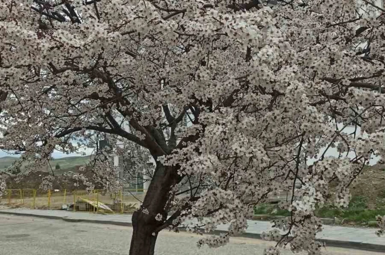 Beypazarı’nda badem ve kayısı ağaçları çiçek açtı