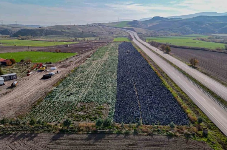 Beypazarı’nda mor lahana hasadı sürüyor 