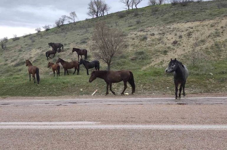 Beypazarı’nda yılkı atları görüntülendi 