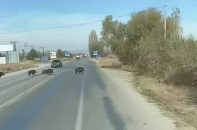 Beyşehir'de kara yoluna çıkan yaban domuzu sürüsü böyle görüntülendi