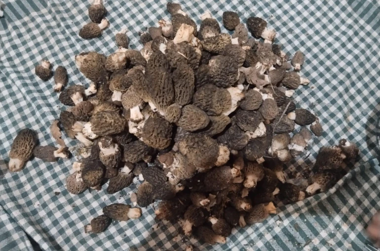 Beyşehir'de kuzugöbeği tutkunları sahaya çıktı