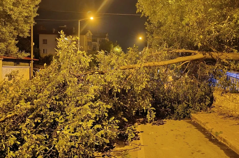 Beyşehir'de yola ağaç devrildi