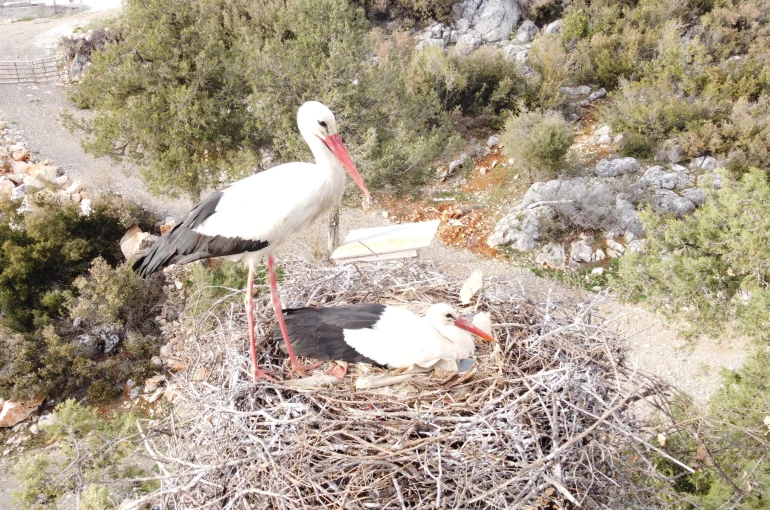 Beyşehir'de yuvalar şenlendi, leylekler vadisi canlandı