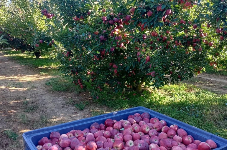 Beyşehir’in elma deposu mahallesinde hasat mesaisi sürüyor