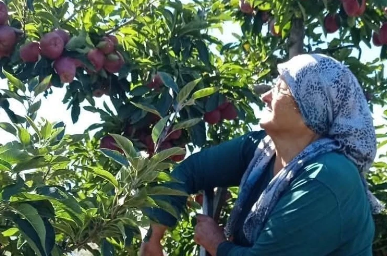 Beyşehir’in elma deposu mahallesinde hasat mesaisi sürüyor 