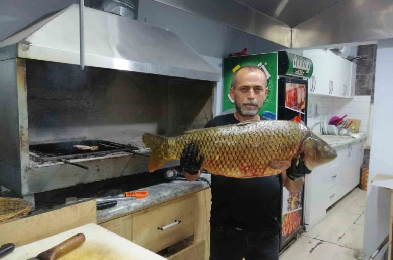 Bilecik’te dev sazan balığı yakalandı