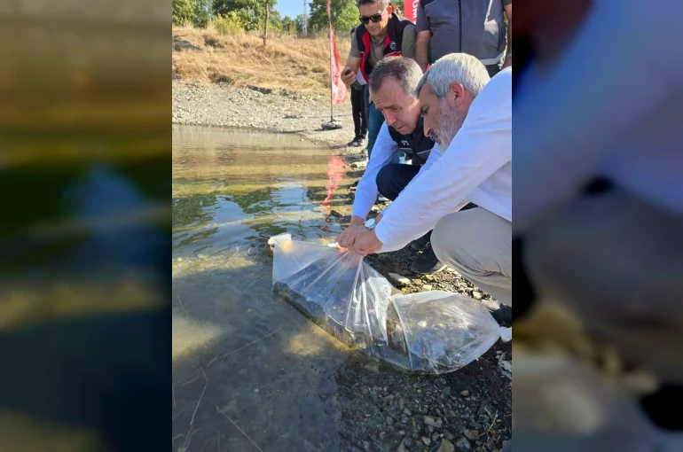 Bilecik’te gölet ve barajlara 512 bin sazan yavrusu salındı