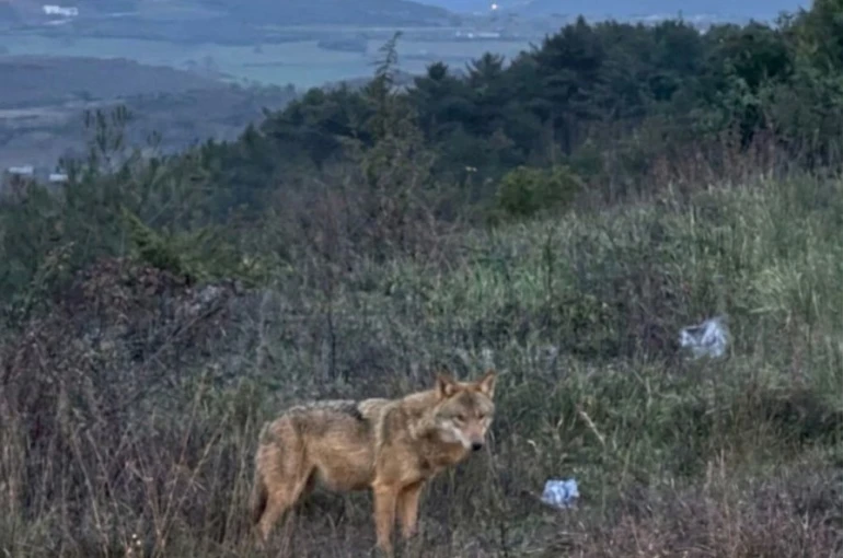 Bilecik’te insanlardan kaçmayan kurt 