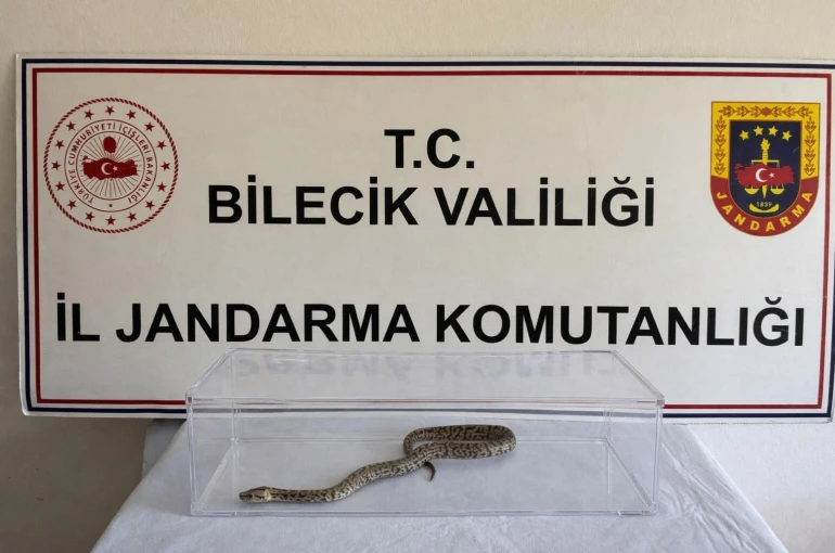 Bilecik’te nesli tükenmekte olan piton yılanı yakalandı 