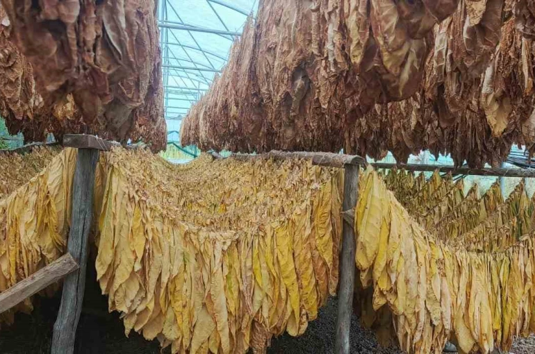 Bilecik’te tütün ve ipekböceği için ilk adım atıldı 