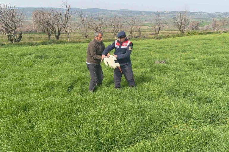 Bilecik’te yaralı leylek yetkililere teslim edildi 