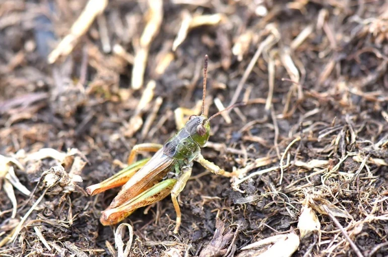Bilim insanları yeni bir çekirge cinsi keşfetti