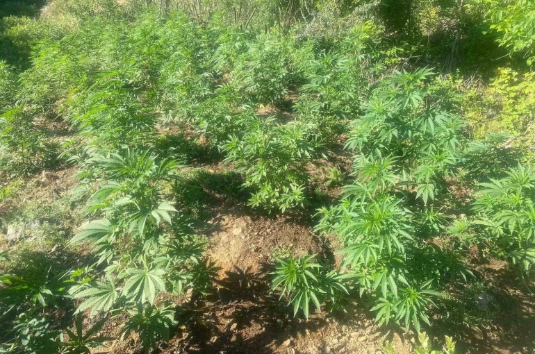 Bingöl’de 42 bin kök kenevir bitkisi ele geçirildi 