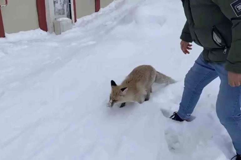Bingöl’de aç kalan kızıl tilki şehir merkezine indi