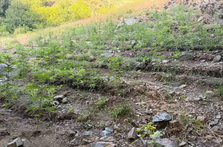Bingöl’de çeşitli suçlardan 76 şüpheli yakalandı