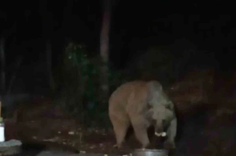 Bingöl’de şantiye alanına inen ayı karnını doyurdu... O anlar kamerada 