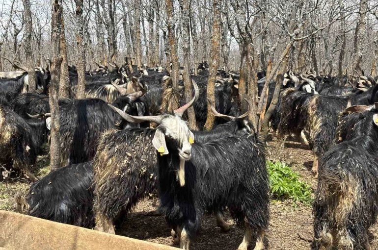 Bingöl’de soğuklar yaylaya çıkışı geciktirdi: Hayvanlar besiye alındı 