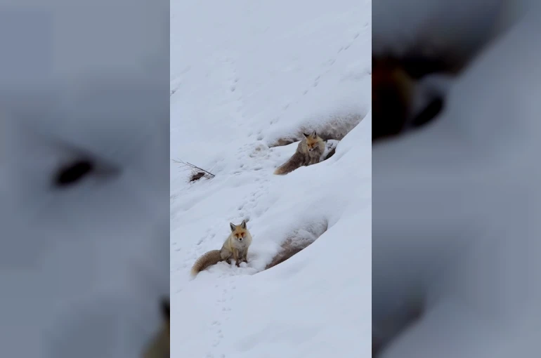 Bingöl’de yuvasında görüntülenen kızıl tilki mest etti 