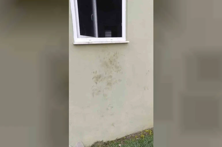 Bir günde 20 eve giren ayı yayla sakinlerini canından bezdirdi 