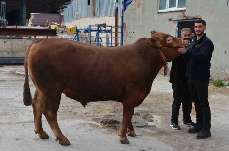 Bir ton 140 kilogramlık kurbanlık dana 575 bin liraya alıcı buldu 